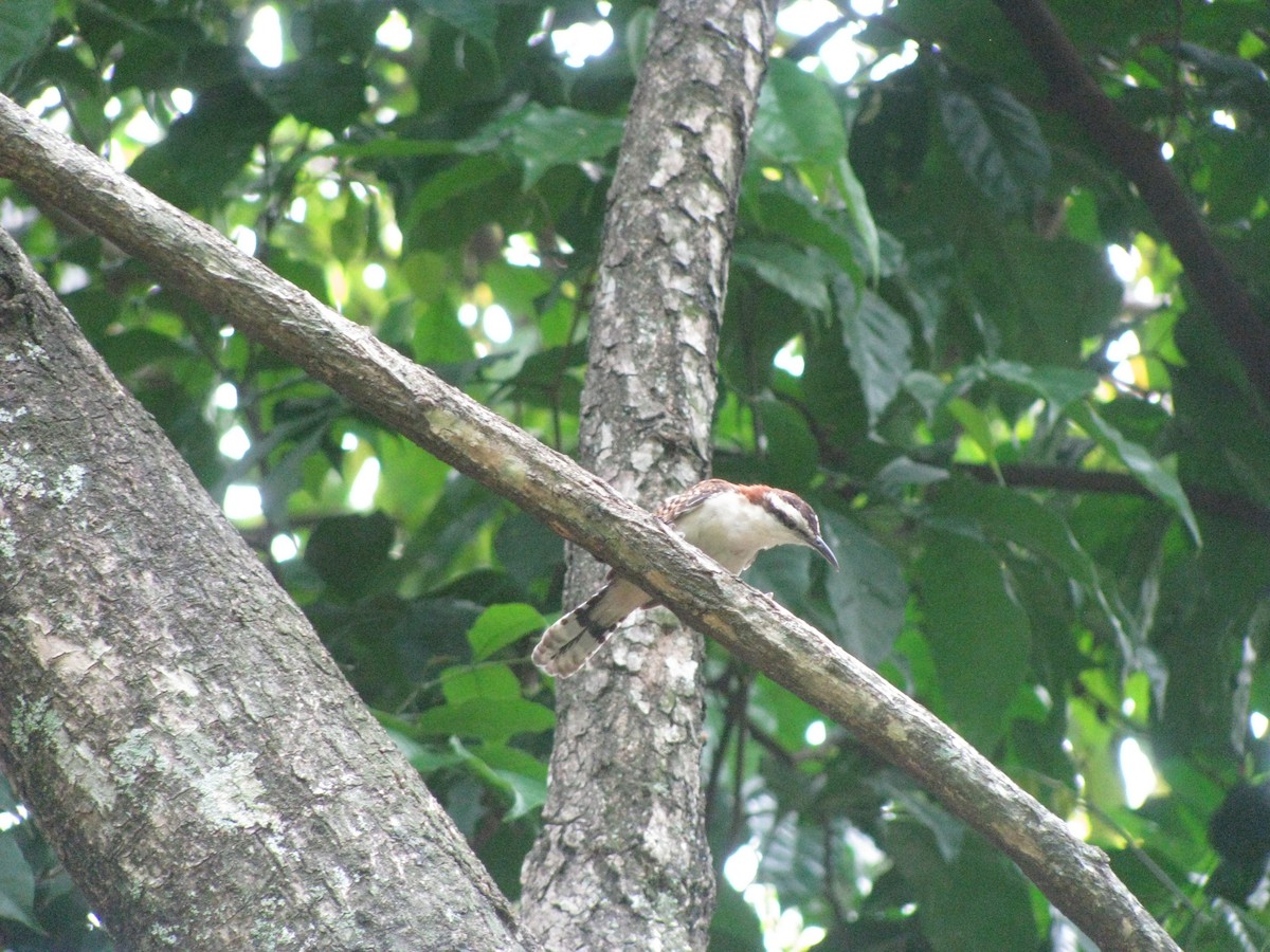 Rufous-naped Wren - ML160298891