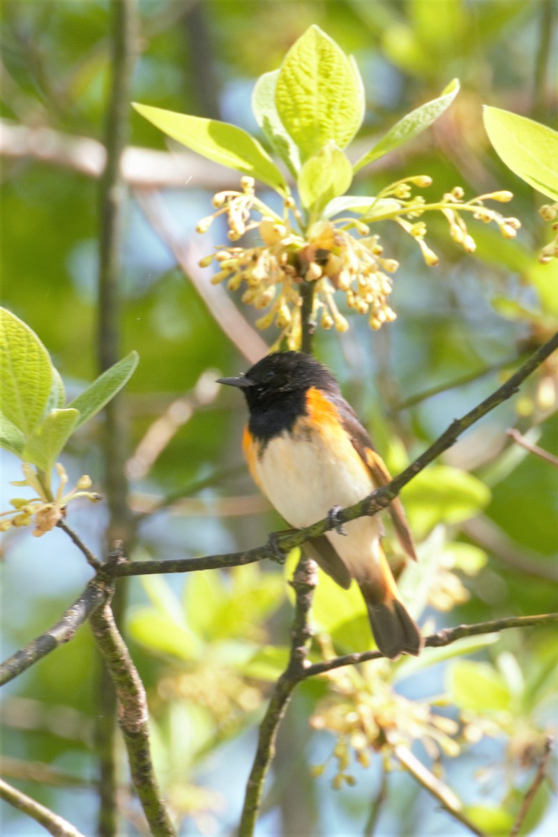 American Redstart - ML160298901