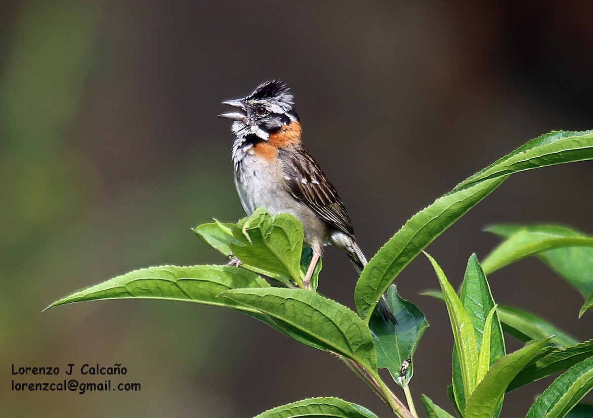 Rufous-collared Sparrow - ML160299161