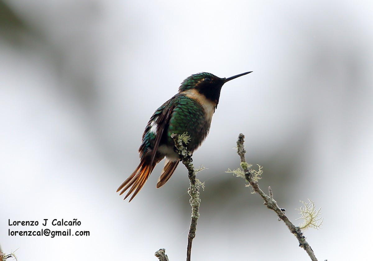 Rufous-shafted Woodstar - Lorenzo Calcaño