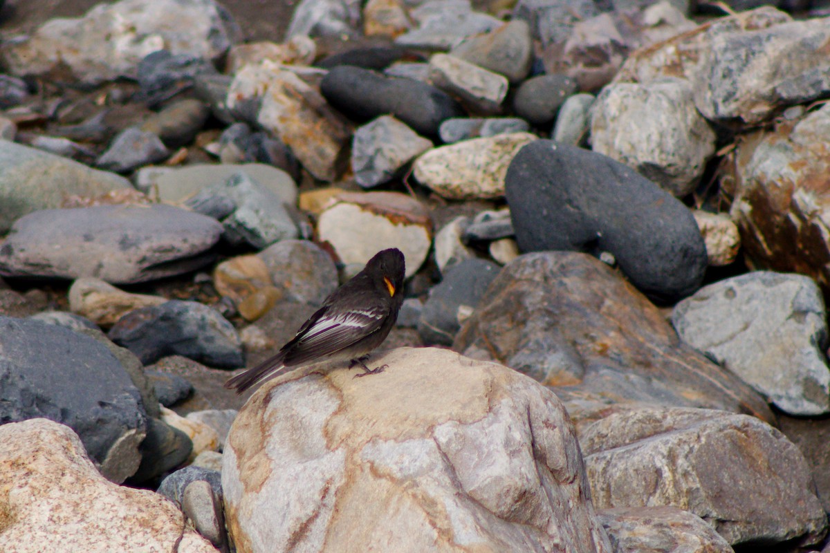 Black Phoebe - ML160299621