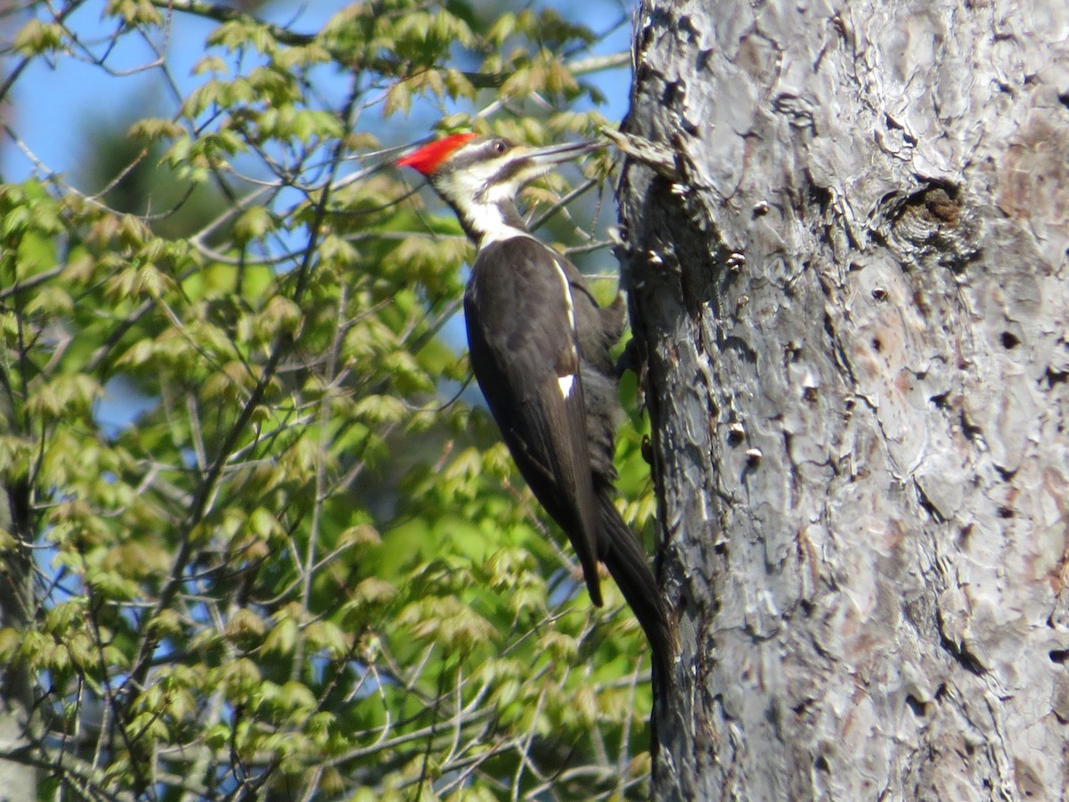 Pileated Woodpecker - ML160302021