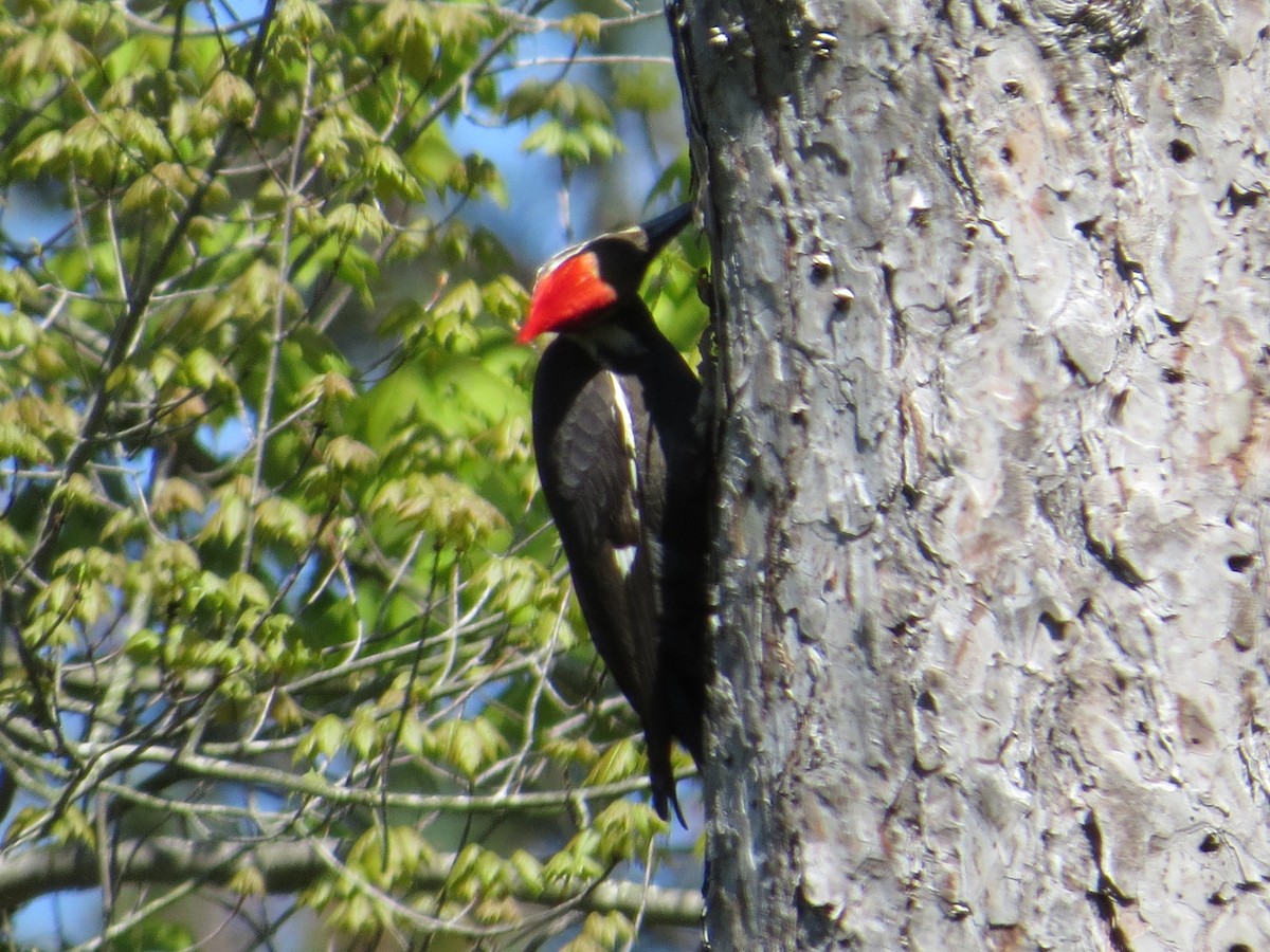 Pileated Woodpecker - ML160302071