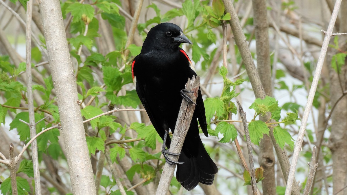 Red-winged Blackbird - Tim Colborn
