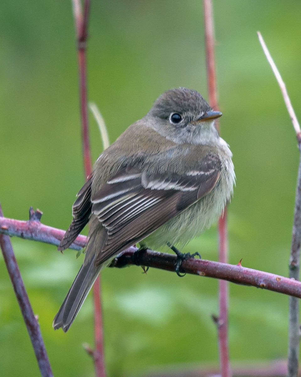 Tyrannidae sp. - ML160303371