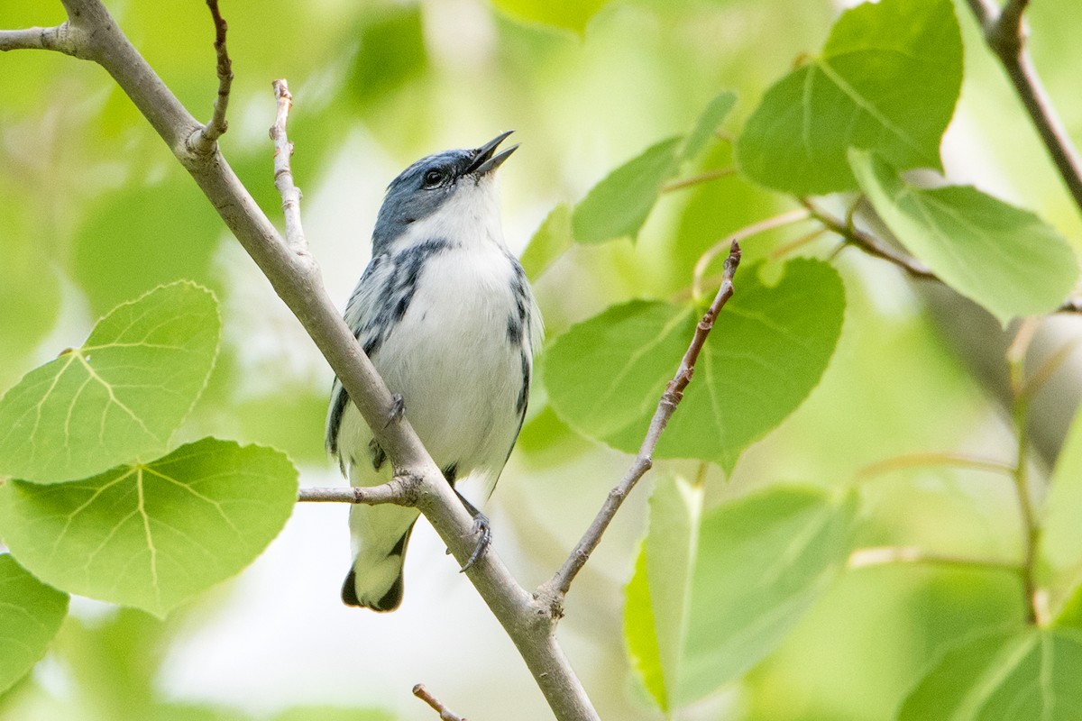 Cerulean Warbler - Sue Barth