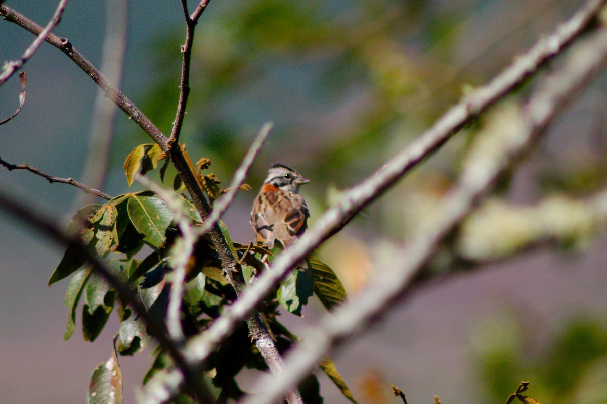 Rufous-collared Sparrow - ML160304091
