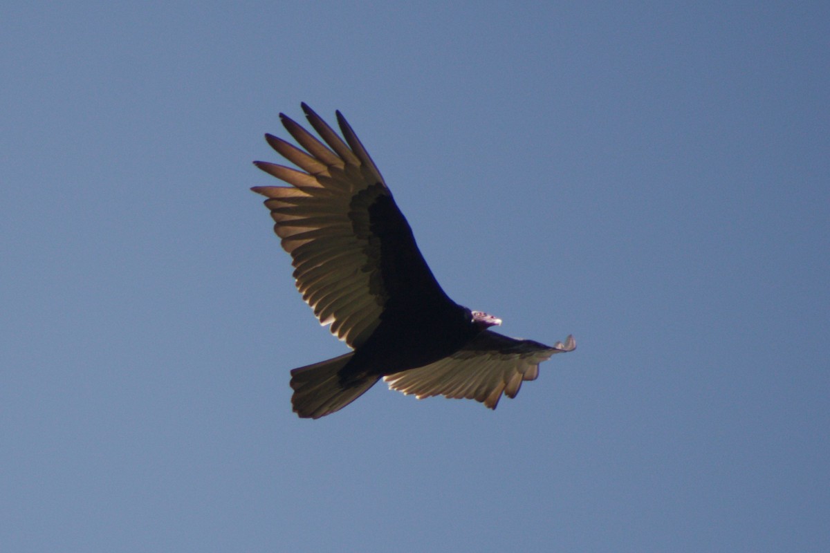 Turkey Vulture - ML160304481