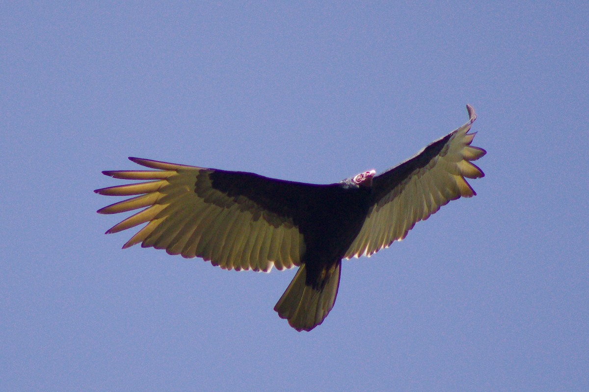 Turkey Vulture - ML160304491