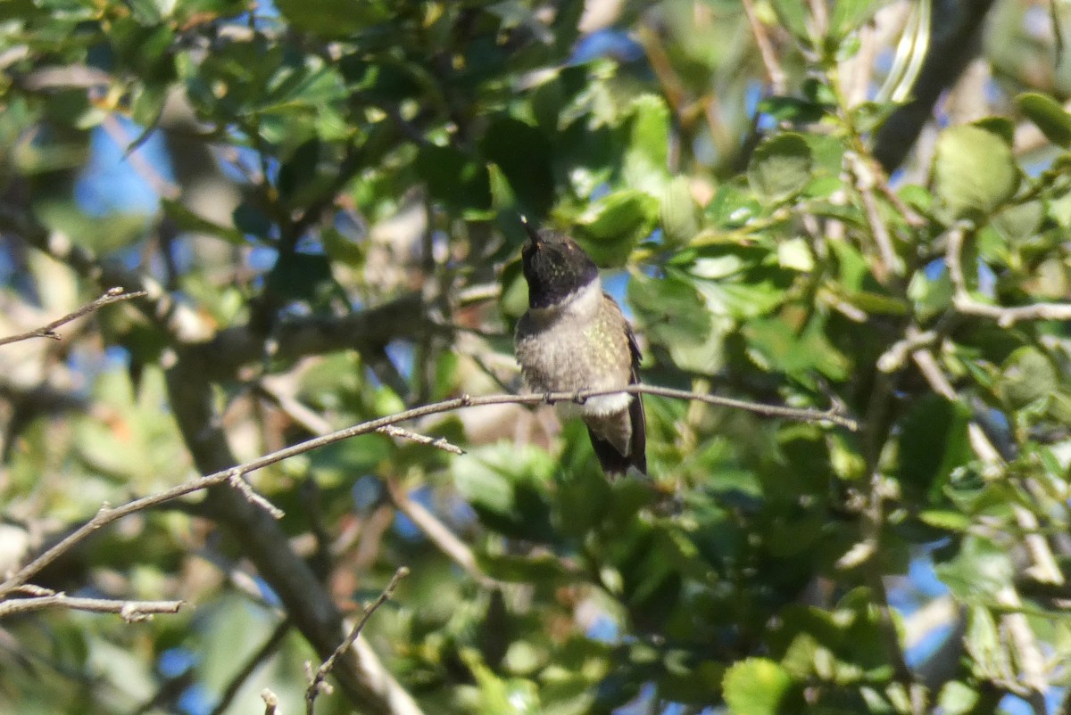 Black-chinned Hummingbird - ML160306161
