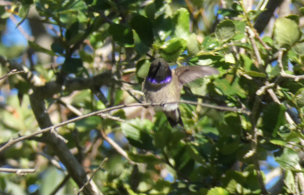 Black-chinned Hummingbird - ML160306221