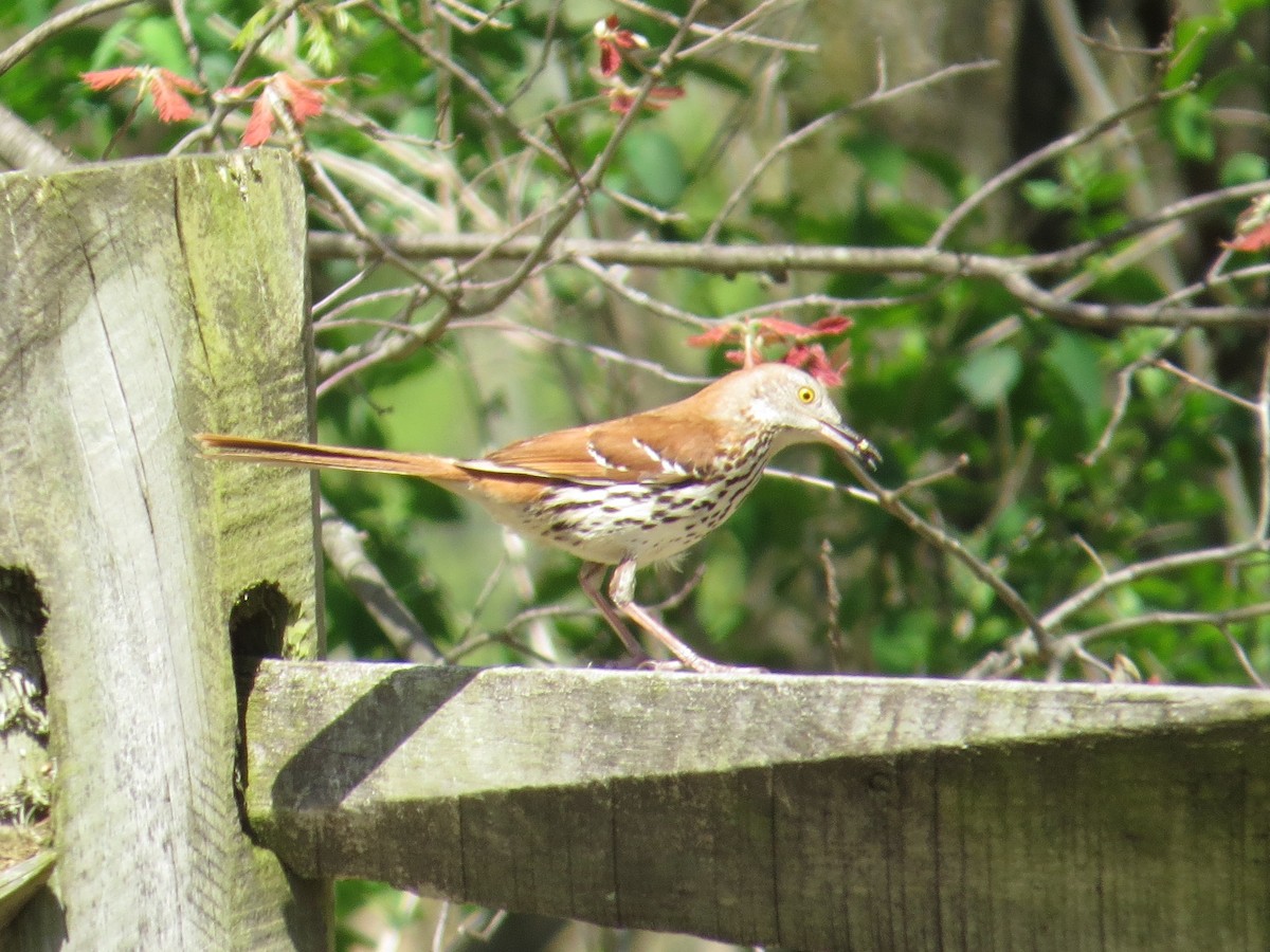 Brown Thrasher - ML160306591