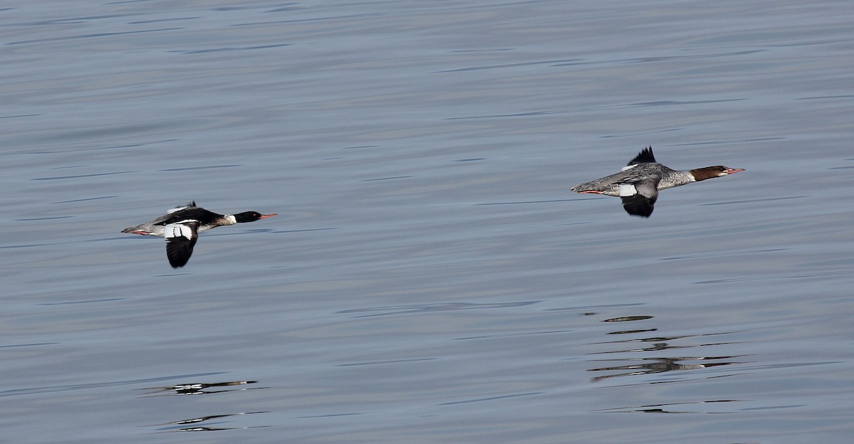 Red-breasted Merganser - Claude Auchu