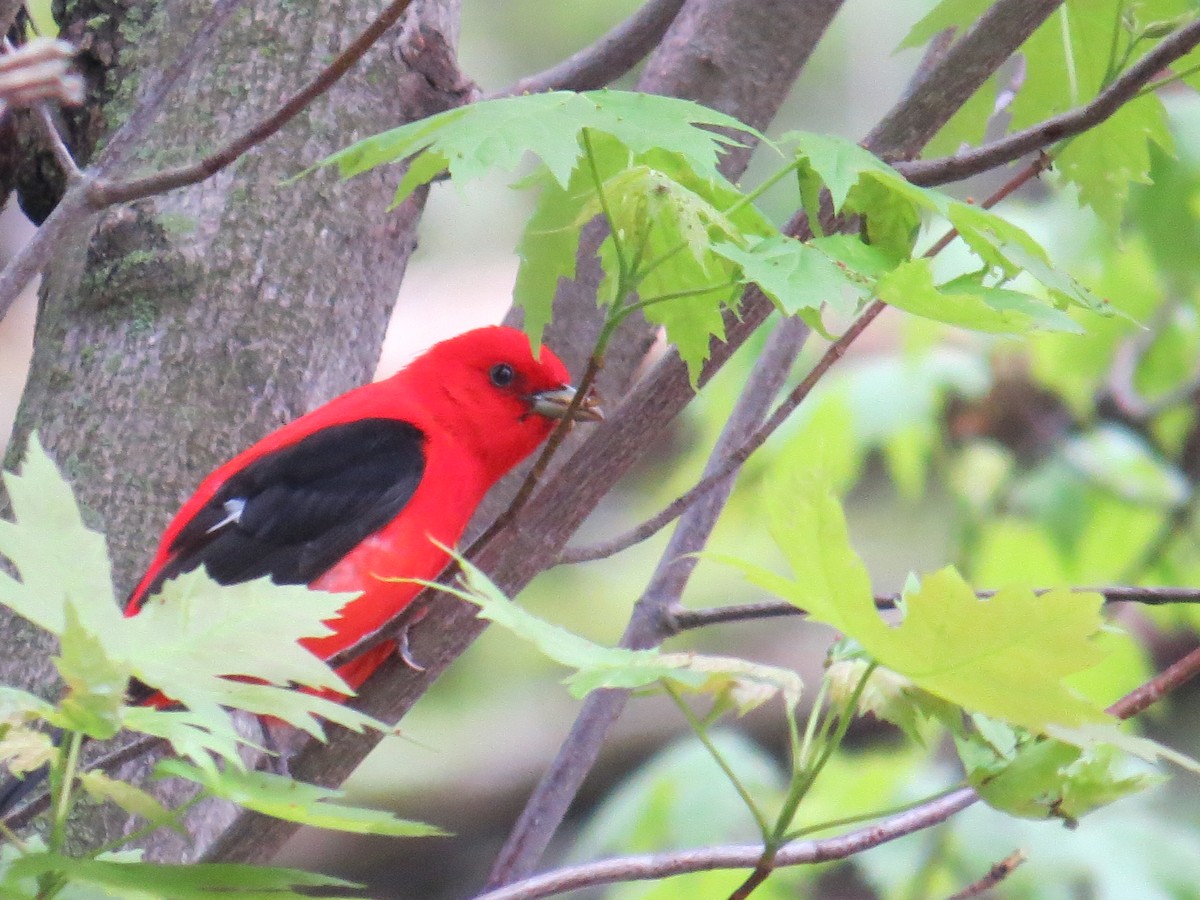 Scarlet Tanager - ML160307441