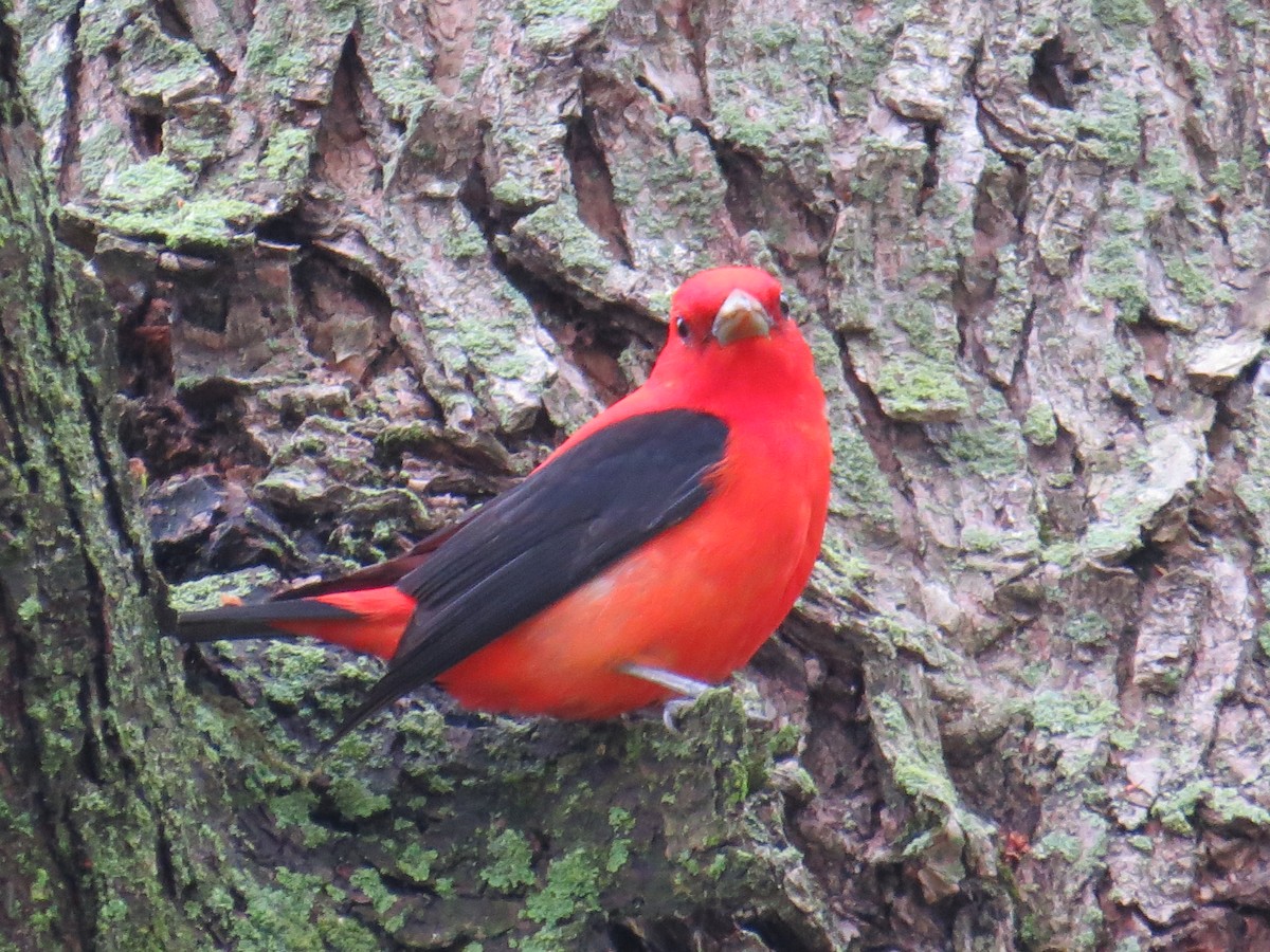Scarlet Tanager - ML160307461