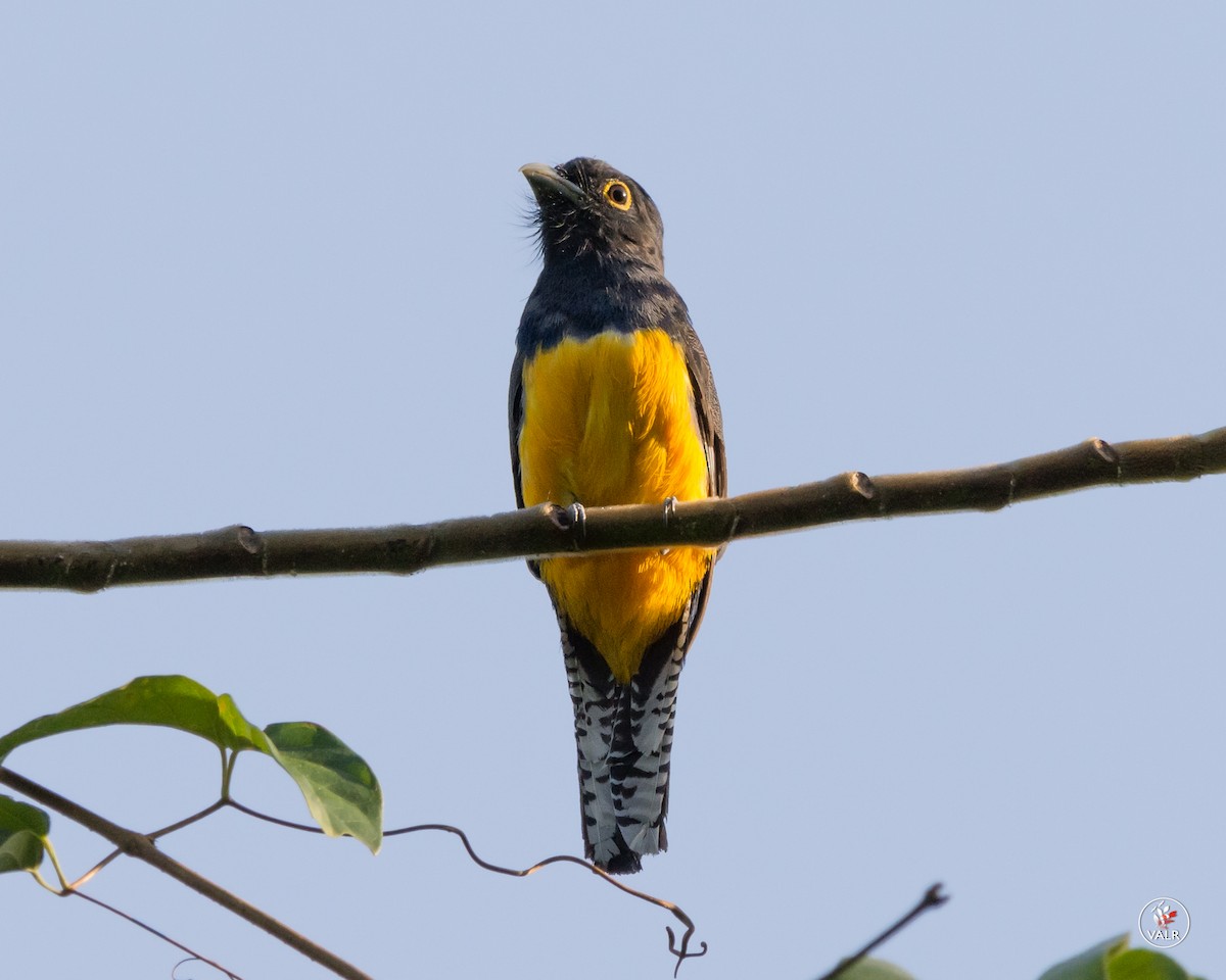 Trogon violacé - ML160309271