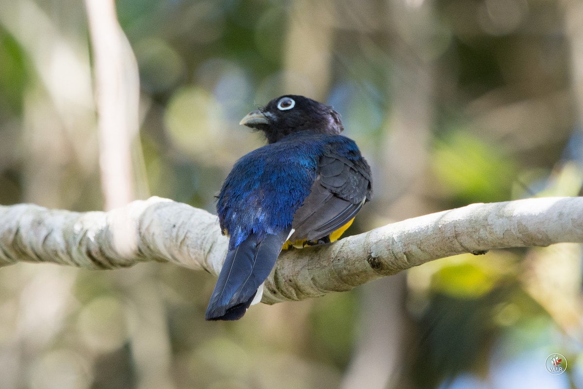 trogon zelenohřbetý - ML160309961