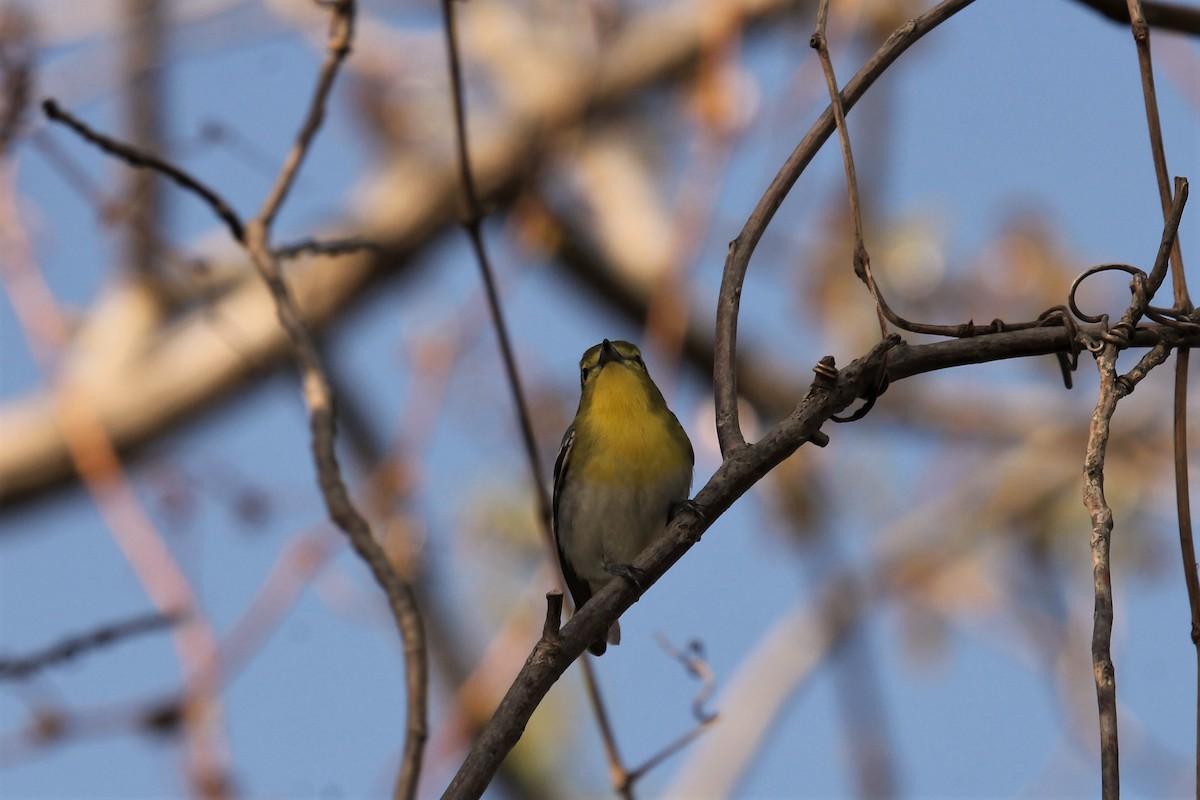 gulbrystvireo - ML160312631