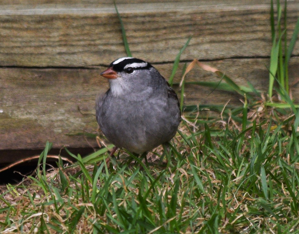 White-crowned Sparrow - ML160312881