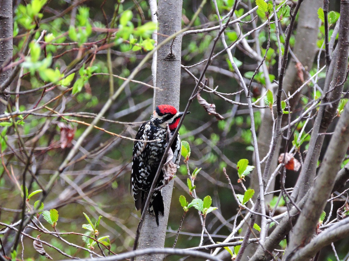 Yellow-bellied x Red-naped Sapsucker (hybrid) - Siobhan Darlington