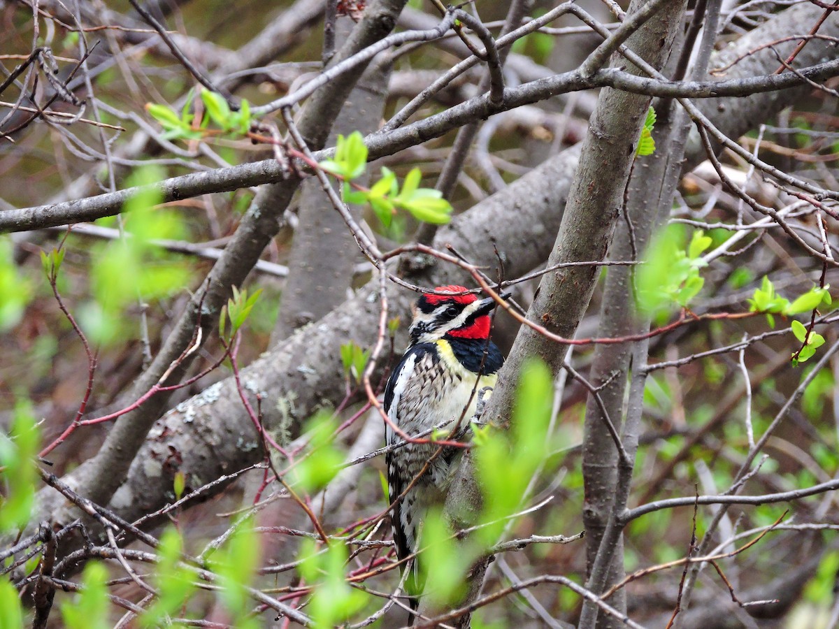 Yellow-bellied x Red-naped Sapsucker (hybrid) - ML160313851