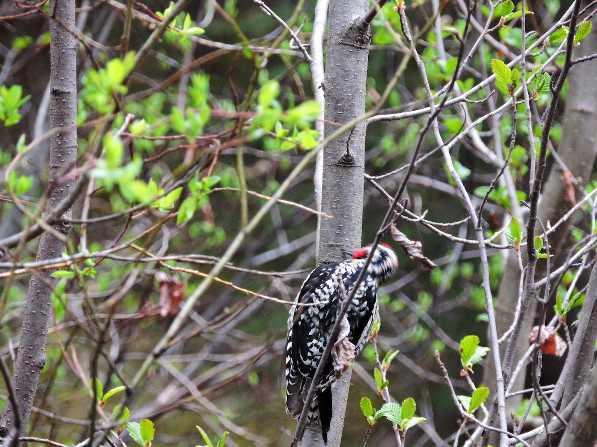 Yellow-bellied x Red-naped Sapsucker (hybrid) - Siobhan Darlington