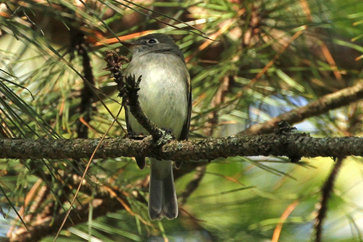 tyranovec malinký - ML160315711