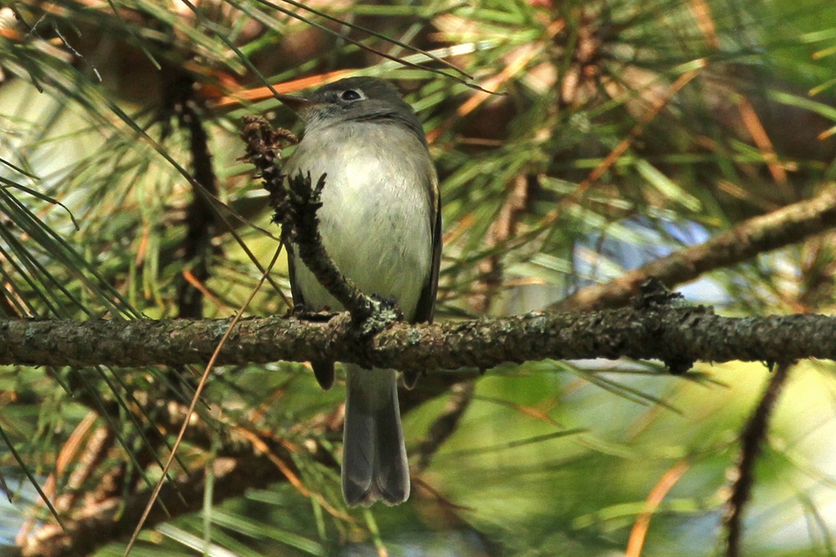 Least Flycatcher - ML160315711