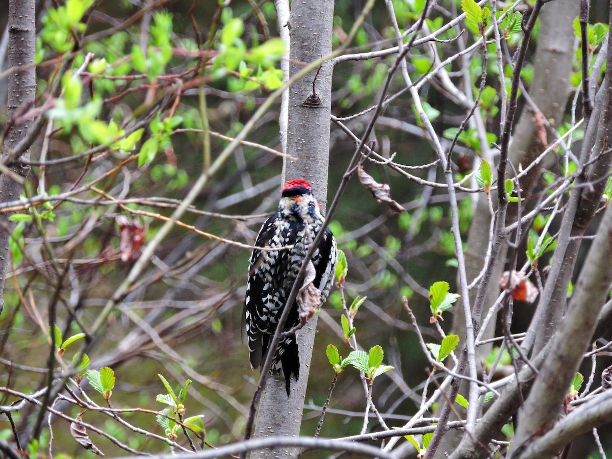 Yellow-bellied x Red-naped Sapsucker (hybrid) - ML160317171