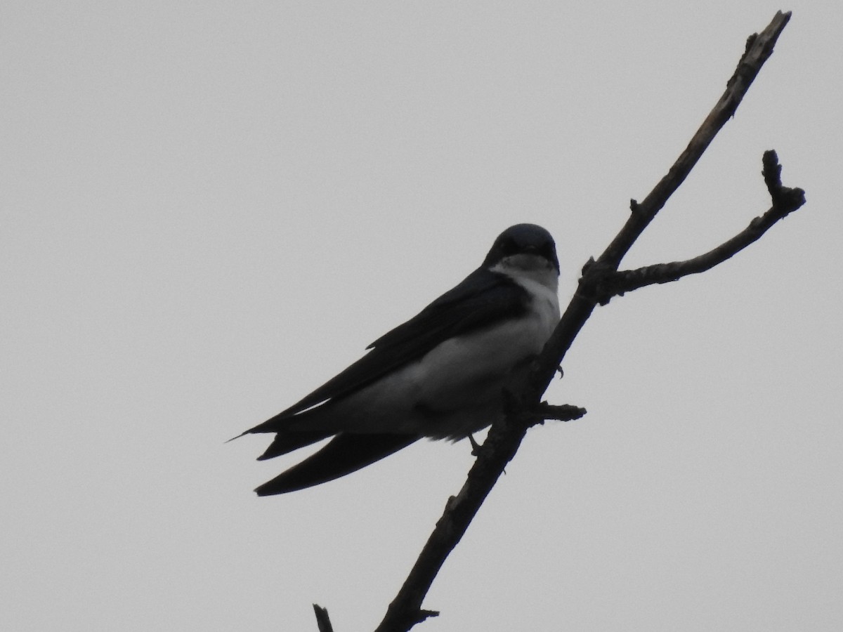 Tree Swallow - ML160319171