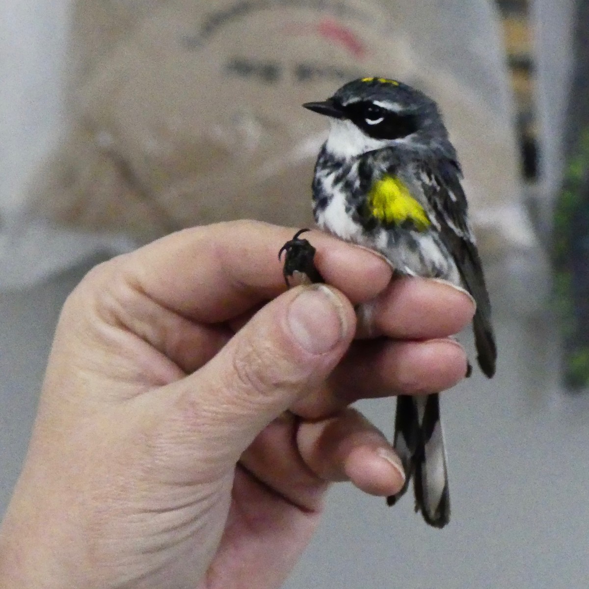 Yellow-rumped Warbler - ML160321781