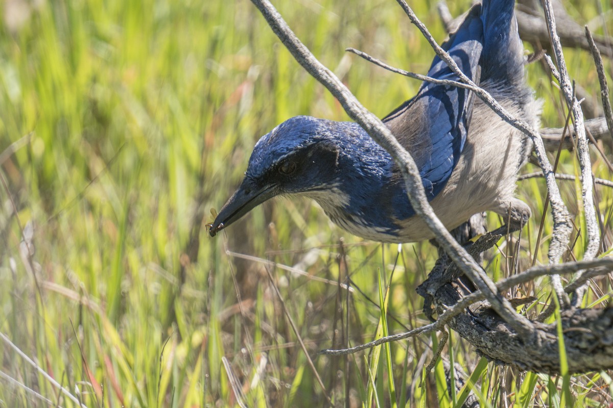 Island Scrub-Jay - ML160324581