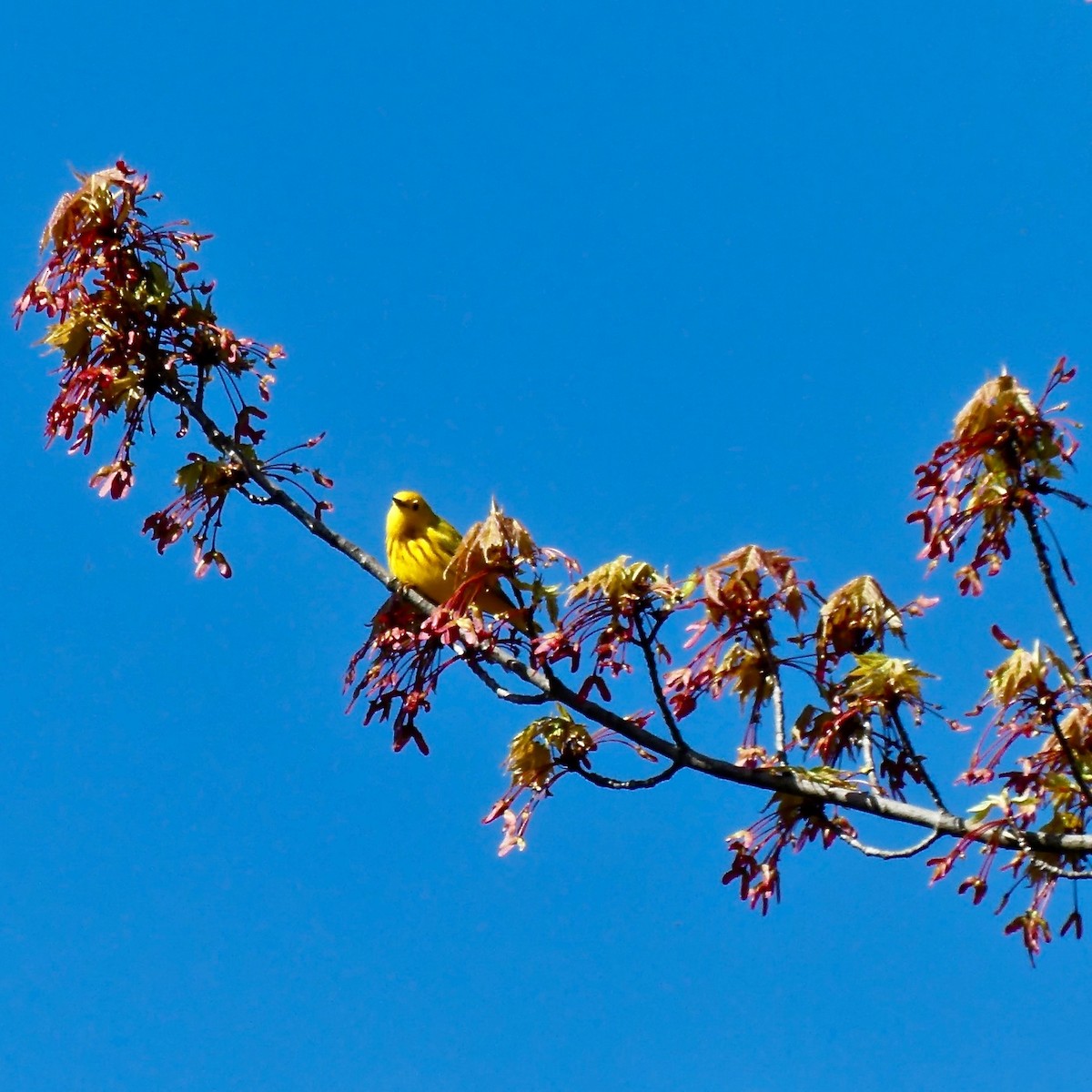 Yellow Warbler - ML160325001