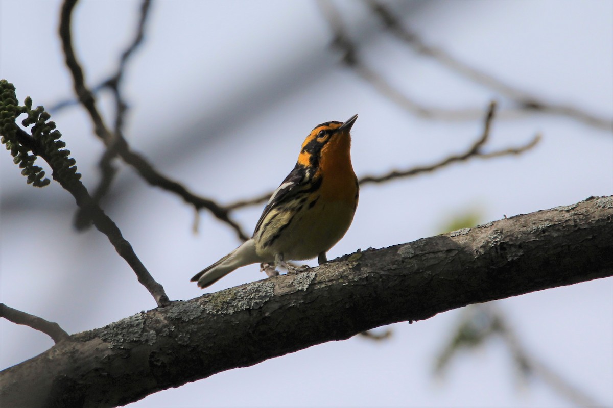 Blackburnian Warbler - Patrick Sysiong