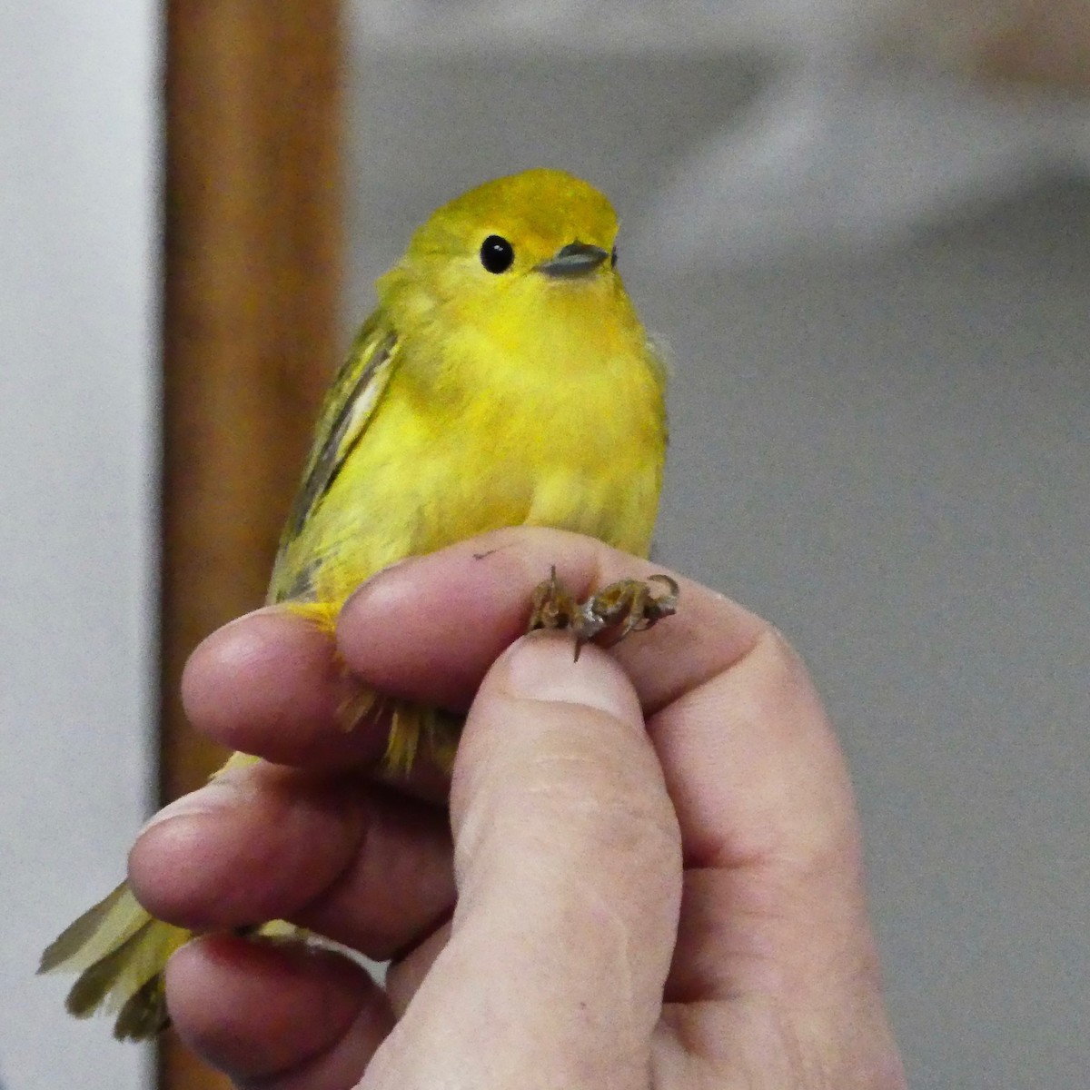 Yellow Warbler - ML160329411