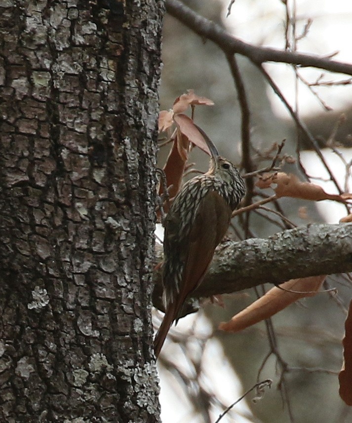 White-striped Woodcreeper - Matthew Grube