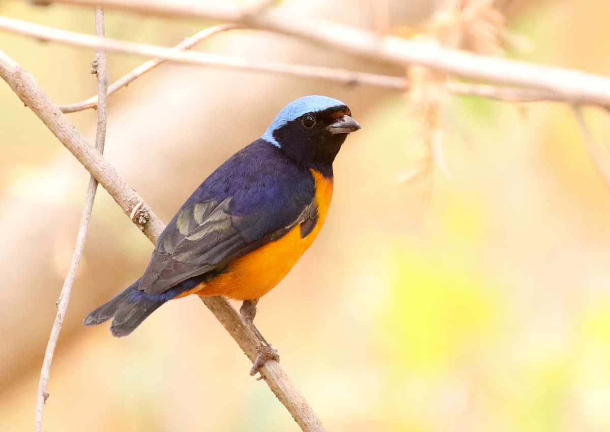 Elegant Euphonia - Matthew Grube