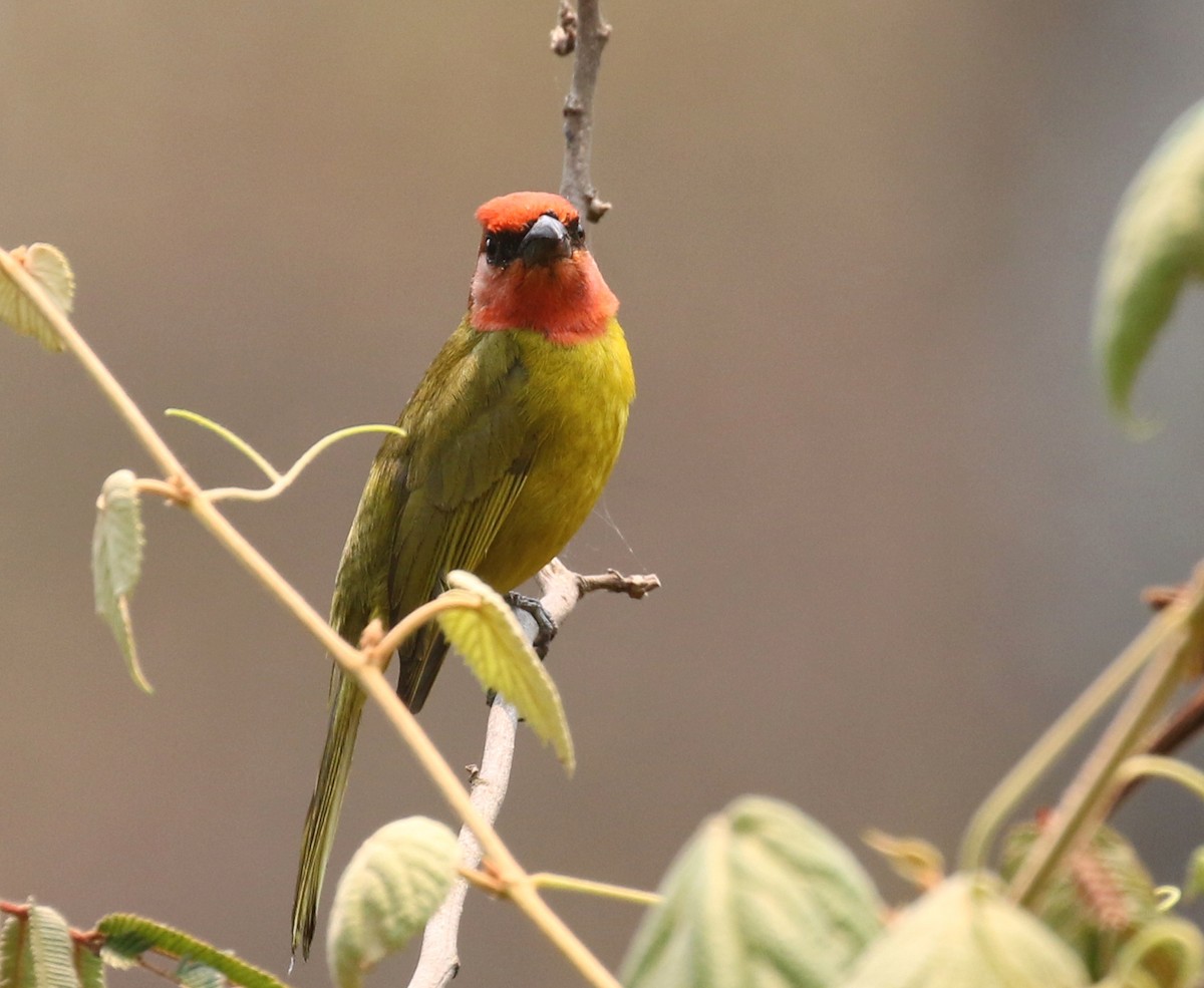 Red-headed Tanager - Matthew Grube