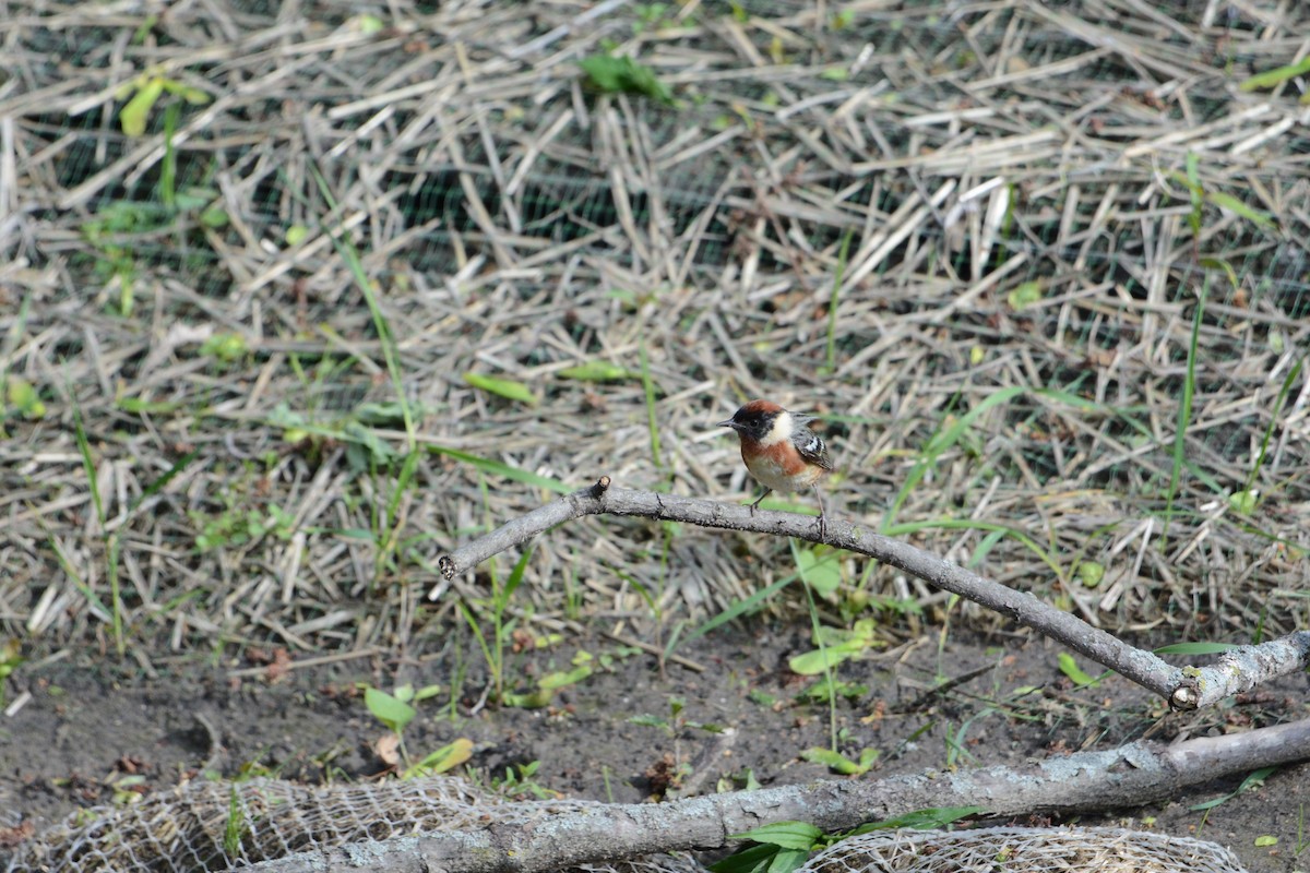 Braunkehl-Waldsänger - ML160332441