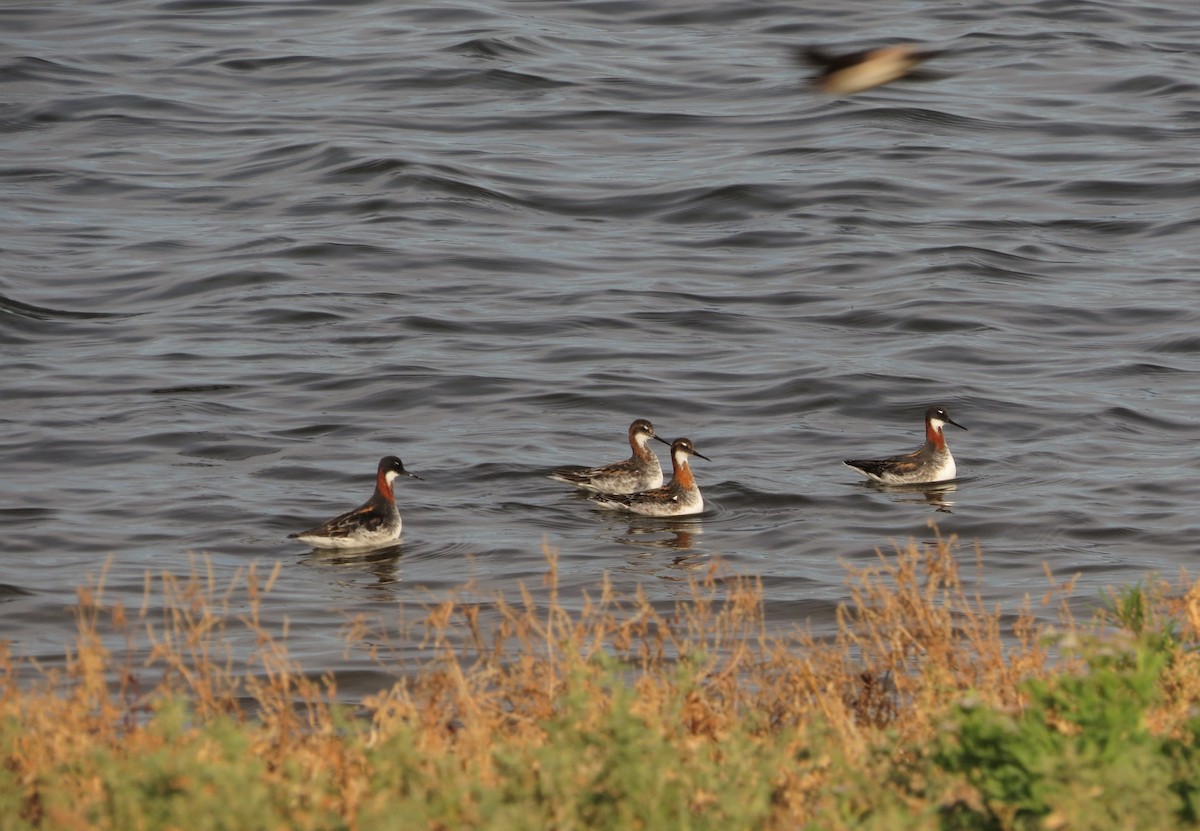 Круглоносый плавунчик - ML160332991