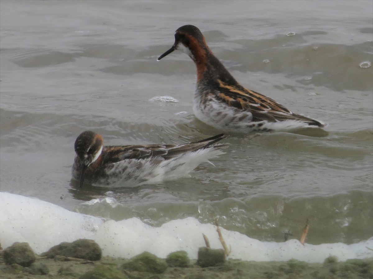 Круглоносый плавунчик - ML160333111