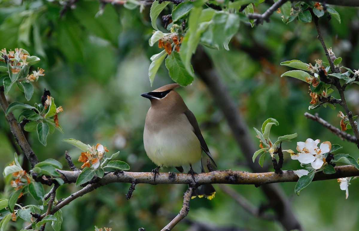 Cedar Waxwing - Timo Mitzen