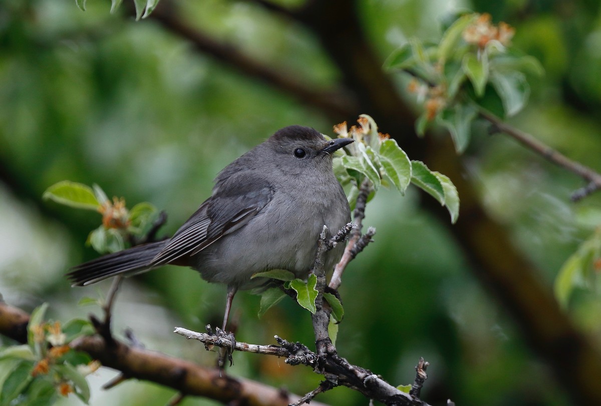 Gray Catbird - Timo Mitzen