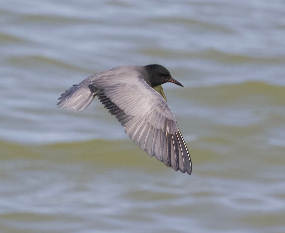 Black Tern - ML160337281