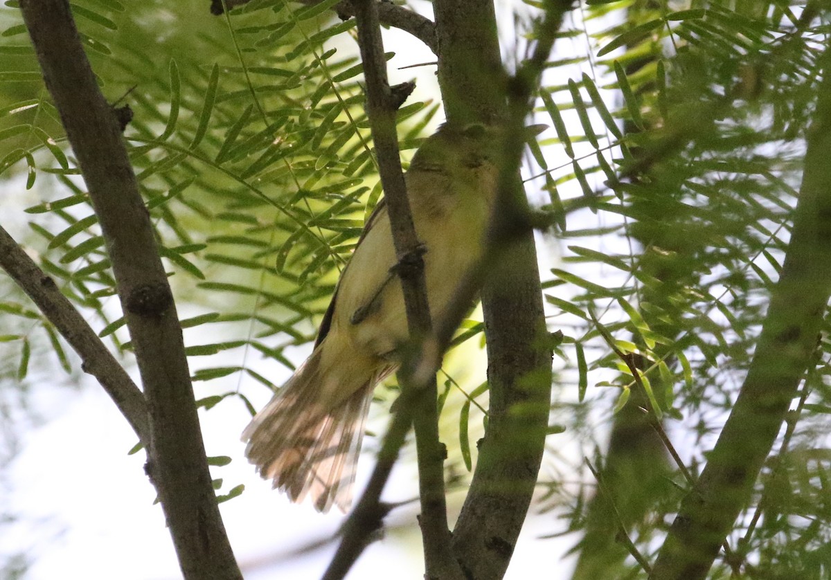 Bell's Vireo - ML160338231