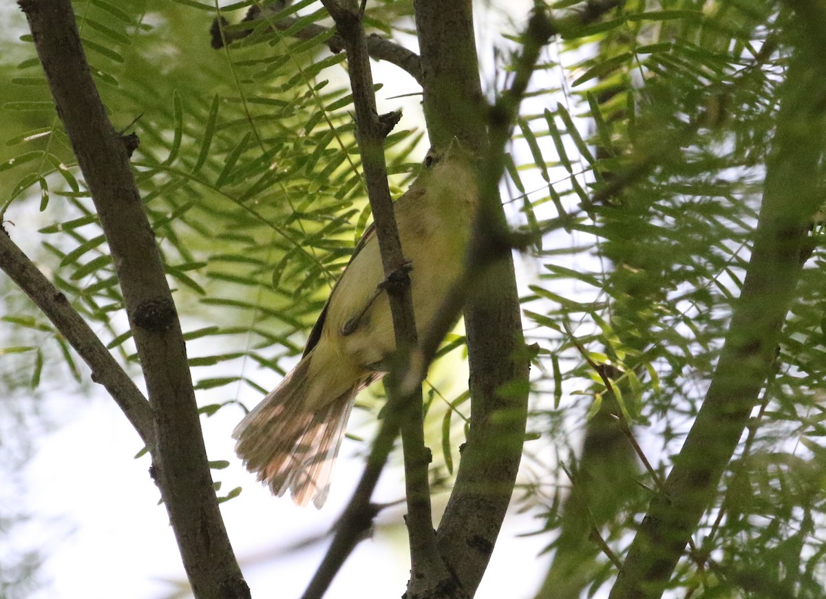 Bell's Vireo - ML160338241