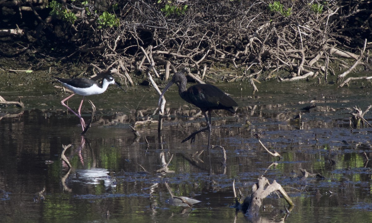 Ibis à face blanche - ML160339501