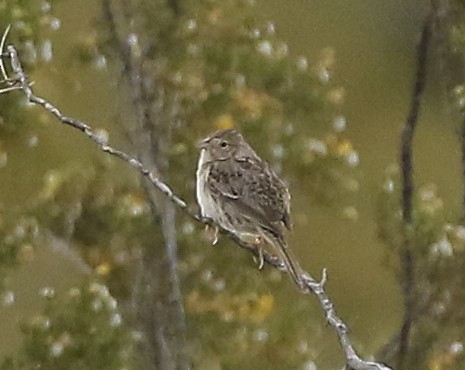 Cassin's Sparrow - Trish Gussler