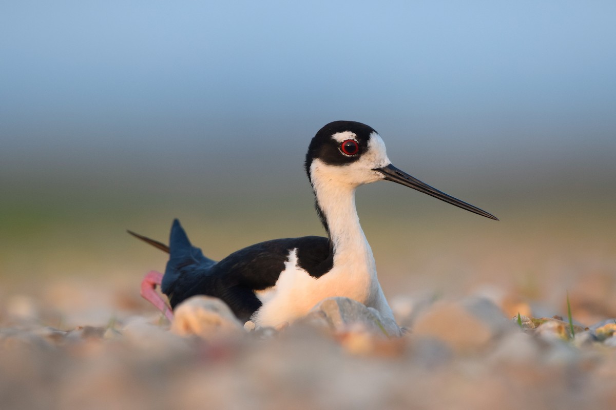 Black-necked Stilt - ML160341041