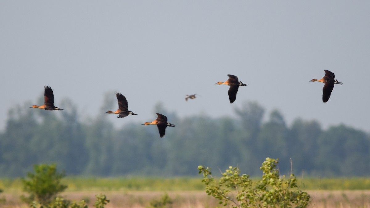 Fulvous Whistling-Duck - ML160341241